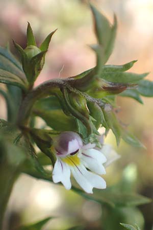 Euphrasia salisburgensis \ Salzburger Augentrost / Irish Eyebright, D Pfronten 28.6.2016