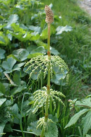 Equisetum sylvaticum \ Wald-Schachtelhalm / Wood Horsetail, D Schwarzwald/Black-Forest, Feldberg 27.5.2017