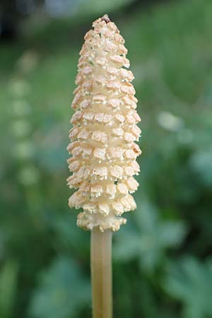 Equisetum sylvaticum \ Wald-Schachtelhalm / Wood Horsetail, D Schwarzwald/Black-Forest, Feldberg 27.5.2017