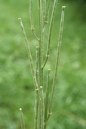 Erysimum virgatum \ Steifer Sch�terich / Hawkweed-Leaved Treacle Mustard, D Mannheim 30.5.2017