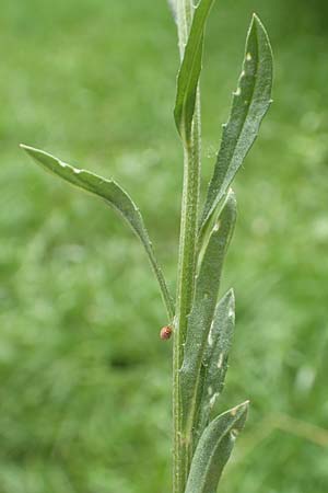 Erysimum virgatum \ Steifer Sch�terich / Hawkweed-Leaved Treacle Mustard, D Mannheim 30.5.2017