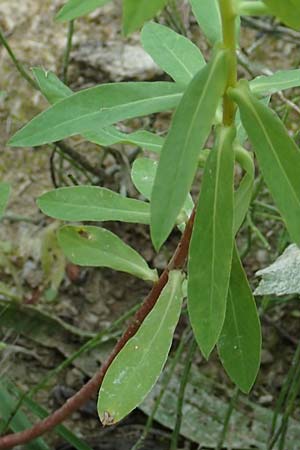 Euphorbia platyphyllos \ Breitbl�ttrige Wolfsmilch / Broad-Leaved Spurge, D Philippsburg 7.7.2018