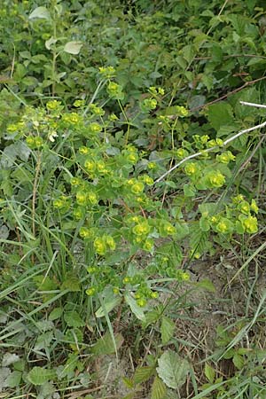 Euphorbia platyphyllos \ Breitbl�ttrige Wolfsmilch / Broad-Leaved Spurge, D Philippsburg 7.7.2018
