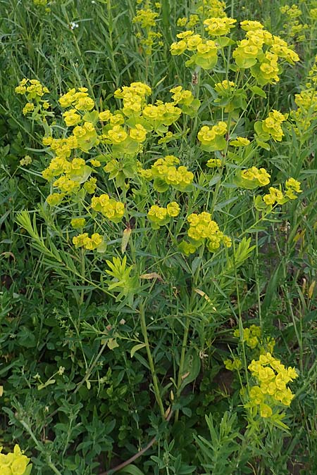 Euphorbia saratoi \ Schein-Ruten-Wolfsmilch / Twiggy Spurge, D Mannheim 5.5.2019