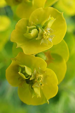 Euphorbia saratoi \ Schein-Ruten-Wolfsmilch / Twiggy Spurge, D Mannheim 5.5.2019