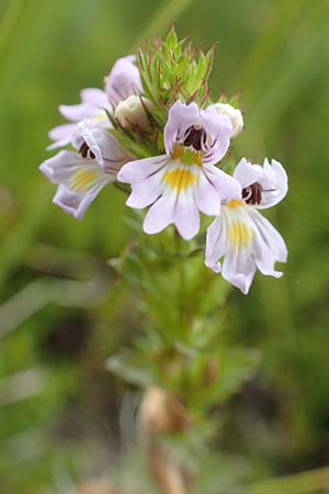 Euphrasia stricta \ Steifer Augentrost / Drug Eyebright, D Schwarzwald/Black-Forest, Unterstmatt 5.9.2019