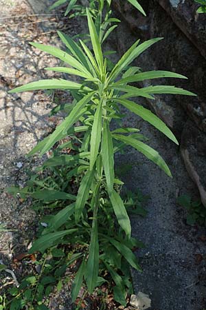 Erigeron sumatrensis \ Sumatra-Katzenschweif, Wei�es Berufkraut / Tall Fleabane, D Mannheim 15.9.2019