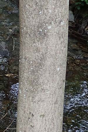 Fraxinus excelsior \ Gew�hnliche Esche / Ash, D Simmerath-Erkensruhr 9.6.2020
