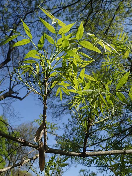 Fraxinus excelsior \ Gew�hnliche Esche / Ash, D Mannheim 28.4.2021