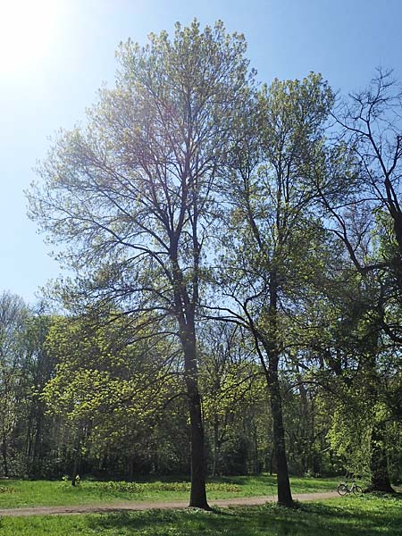 Fraxinus excelsior \ Gew�hnliche Esche / Ash, D Mannheim 28.4.2021