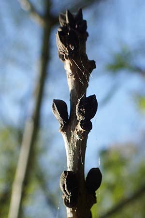 Fraxinus excelsior \ Gew�hnliche Esche / Ash, D Mannheim 28.4.2021