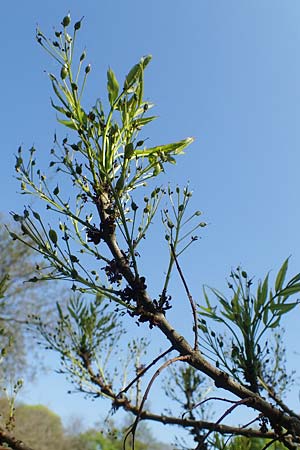Fraxinus excelsior \ Gew�hnliche Esche / Ash, D Mannheim 28.4.2021