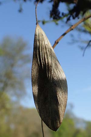 Fraxinus excelsior \ Gew�hnliche Esche / Ash, D Mannheim 28.4.2021