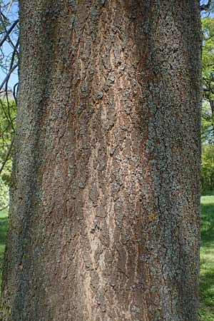 Fraxinus excelsior \ Gew�hnliche Esche / Ash, D Mannheim 28.4.2021