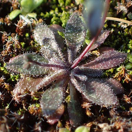 Draba spathulata \ Rundfr�chtiges Hungerbl�mchen / Pound-Podded Whitlowgrass, D Mannheim,  Friesenheimer Insel 4.3.2022