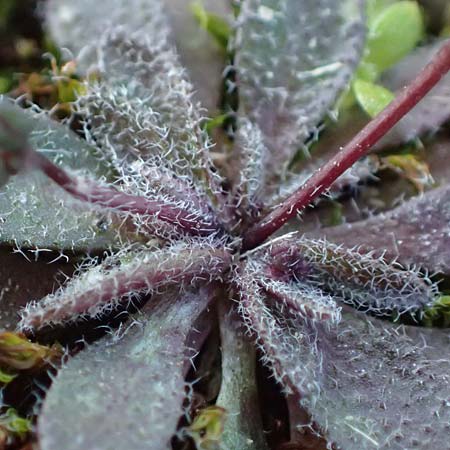 Draba spathulata \ Rundfr�chtiges Hungerbl�mchen / Pound-Podded Whitlowgrass, D Mannheim,  Friesenheimer Insel 4.3.2022