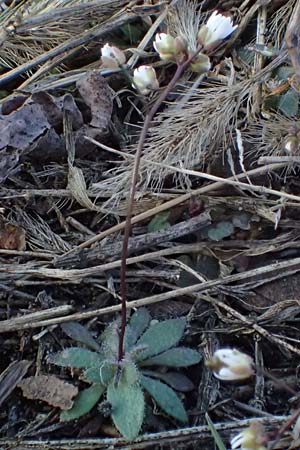 Draba spathulata \ Rundfr�chtiges Hungerbl�mchen / Pound-Podded Whitlowgrass, D Mannheim-Rheinau 5.3.2022
