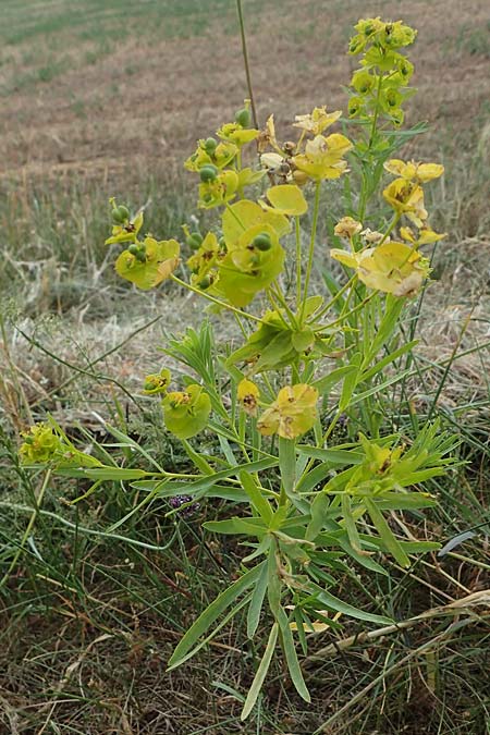 Euphorbia seguieriana \ Steppen-Wolfsmilch / Seguier's Spurge, D Sachsen-Anhalt, K&ouml;nnern 11.6.2022