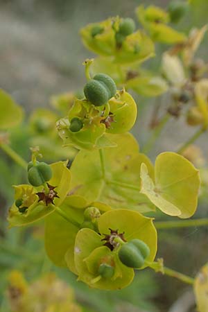 Euphorbia seguieriana \ Steppen-Wolfsmilch / Seguier's Spurge, D Sachsen-Anhalt, K&ouml;nnern 11.6.2022