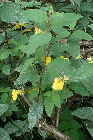 Impatiens noli-tangere \ Echtes Springkraut, R�hrmichnichtan / Touch me not, D Mudau 15.8.2023