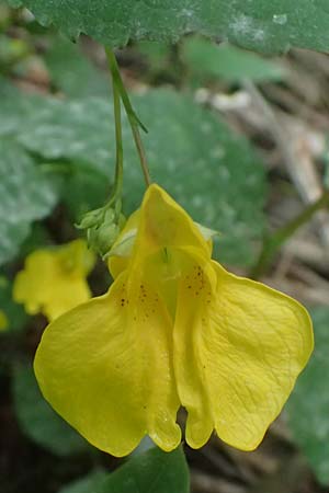 Impatiens noli-tangere \ Echtes Springkraut, R�hrmichnichtan / Touch me not, D Mudau 15.8.2023
