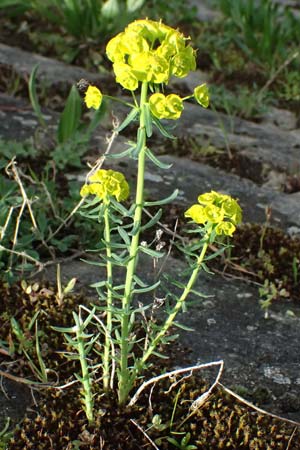 Euphorbia saratoi \ Schein-Ruten-Wolfsmilch / Twiggy Spurge, D Mannheim 31.3.2024