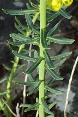 Euphorbia saratoi \ Schein-Ruten-Wolfsmilch / Twiggy Spurge, D Mannheim 31.3.2024