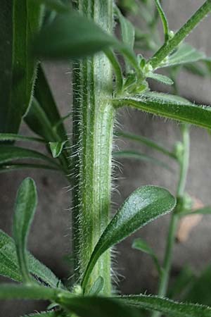 Erigeron sumatrensis \ Sumatra-Katzenschweif, Wei�es Berufkraut / Tall Fleabane, D Mannheim 8.9.2024