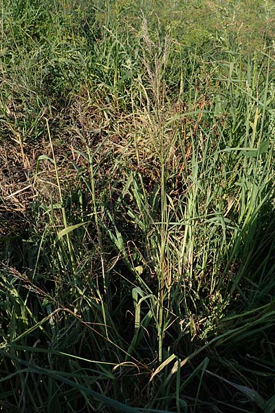 Eragrostis virescens \ Gr�nliches Liebesgras / Mexican Love Grass, D Frankfurt-Oberrad 22.8.2015