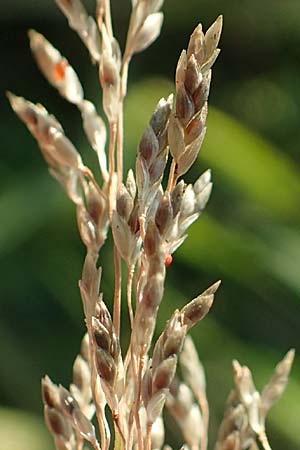 Eragrostis virescens \ Gr�nliches Liebesgras / Mexican Love Grass, D Frankfurt-Oberrad 22.8.2015