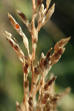 Eragrostis virescens \ Gr�nliches Liebesgras / Mexican Love Grass, D Frankfurt-Oberrad 22.8.2015