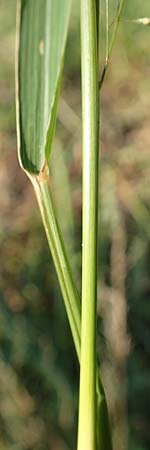 Eragrostis virescens \ Gr�nliches Liebesgras / Mexican Love Grass, D Frankfurt-Oberrad 22.8.2015