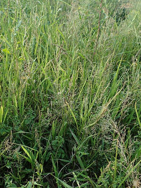 Eragrostis virescens \ Gr�nliches Liebesgras / Mexican Love Grass, D Frankfurt-Oberrad 22.8.2015