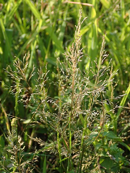 Eragrostis virescens \ Gr�nliches Liebesgras / Mexican Love Grass, D Frankfurt-Oberrad 22.8.2015