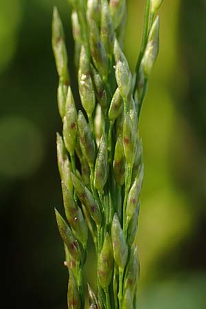 Eragrostis virescens \ Gr�nliches Liebesgras / Mexican Love Grass, D Frankfurt-Oberrad 22.8.2015