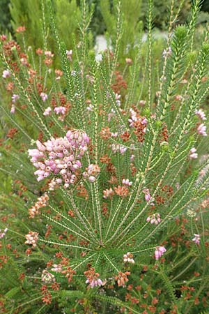 Erica terminalis \ Steife Heide, Gipfelbl�tige Heide, D Botan. Gar.  Universit.  T&uuml;bingen 3.9.2016