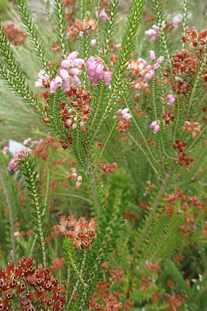 Erica terminalis \ Steife Heide, Gipfelbl�tige Heide, D Botan. Gar.  Universit.  T&uuml;bingen 3.9.2016