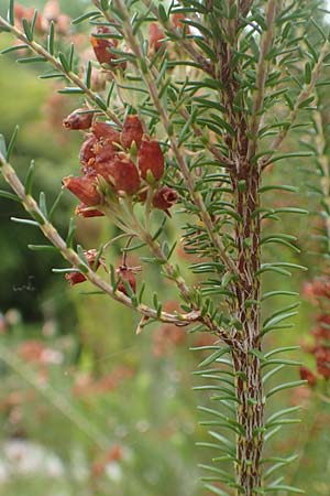 Erica terminalis \ Steife Heide, Gipfelbl�tige Heide, D Botan. Gar.  Universit.  T&uuml;bingen 3.9.2016