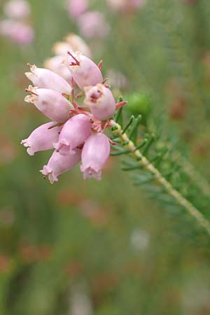 Erica terminalis \ Steife Heide, Gipfelbl�tige Heide, D Botan. Gar.  Universit.  T&uuml;bingen 3.9.2016