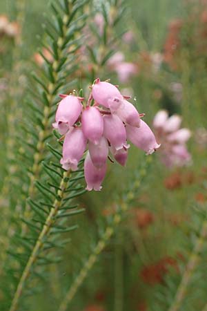 Erica terminalis \ Steife Heide, Gipfelbl�tige Heide, D Botan. Gar.  Universit.  T&uuml;bingen 3.9.2016