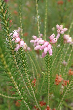 Erica terminalis \ Steife Heide, Gipfelbl�tige Heide, D Botan. Gar.  Universit.  T&uuml;bingen 3.9.2016