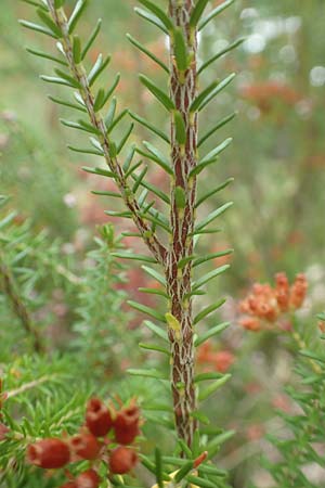 Erica terminalis \ Steife Heide, Gipfelbl�tige Heide, D Botan. Gar.  Universit.  T&uuml;bingen 3.9.2016
