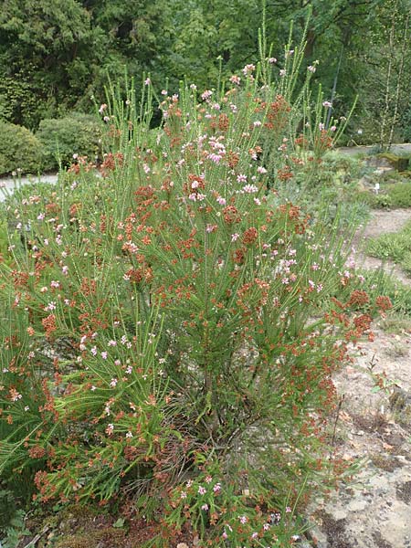 Erica terminalis \ Steife Heide, Gipfelbl�tige Heide, D Botan. Gar.  Universit.  T&uuml;bingen 3.9.2016