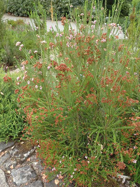 Erica terminalis \ Steife Heide, Gipfelbl�tige Heide, D Botan. Gar.  Universit.  T&uuml;bingen 3.9.2016