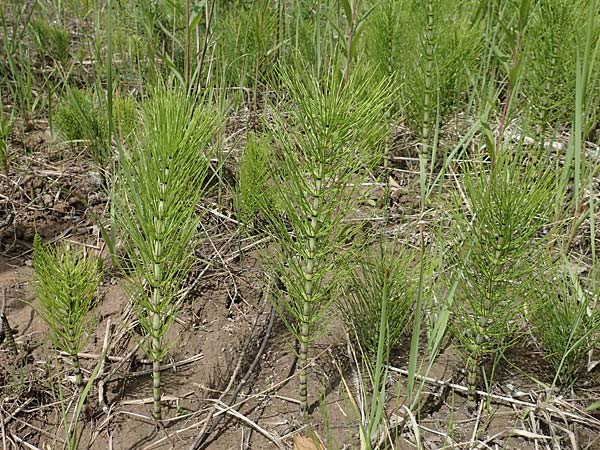 Equisetum telmateia \ Riesen-Schachtelhalm / Great Horsetail, D Hagen 14.6.2019