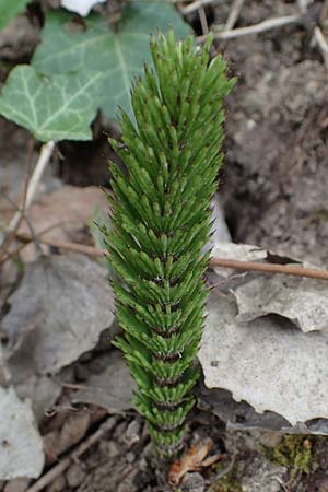 Equisetum telmateia \ Riesen-Schachtelhalm / Great Horsetail, D Bensheim 29.4.2022