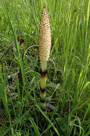 Equisetum telmateia \ Riesen-Schachtelhalm / Great Horsetail, D Bensheim 29.4.2022
