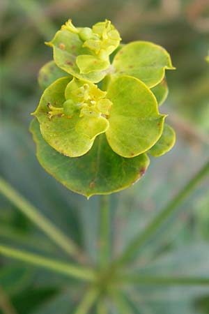Euphorbia esula \ Esels-Wolfsmilch / Leafy Spurge, D Gro&szlig;-Gerau 28.9.2012