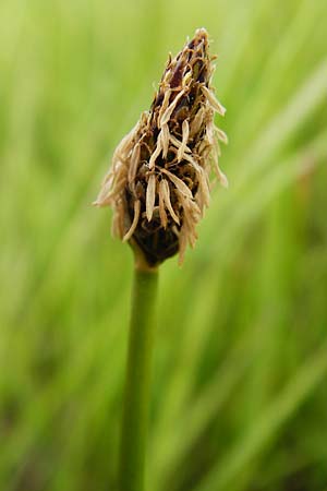 Eleocharis mamillata ? \ Zitzen-Sumpfbinse / Soft-Stem Spike Rush, D Dieburg 22.5.2015