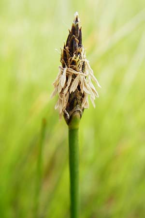 Eleocharis mamillata ? \ Zitzen-Sumpfbinse / Soft-Stem Spike Rush, D Dieburg 22.5.2015